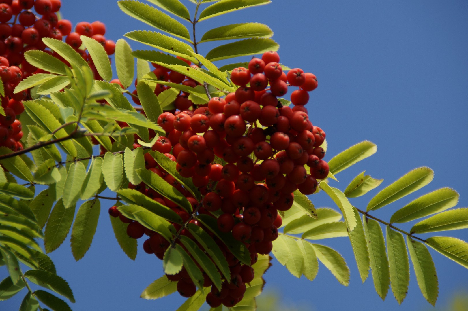 Mountain Ash Tree Berries Poisonous Dogs