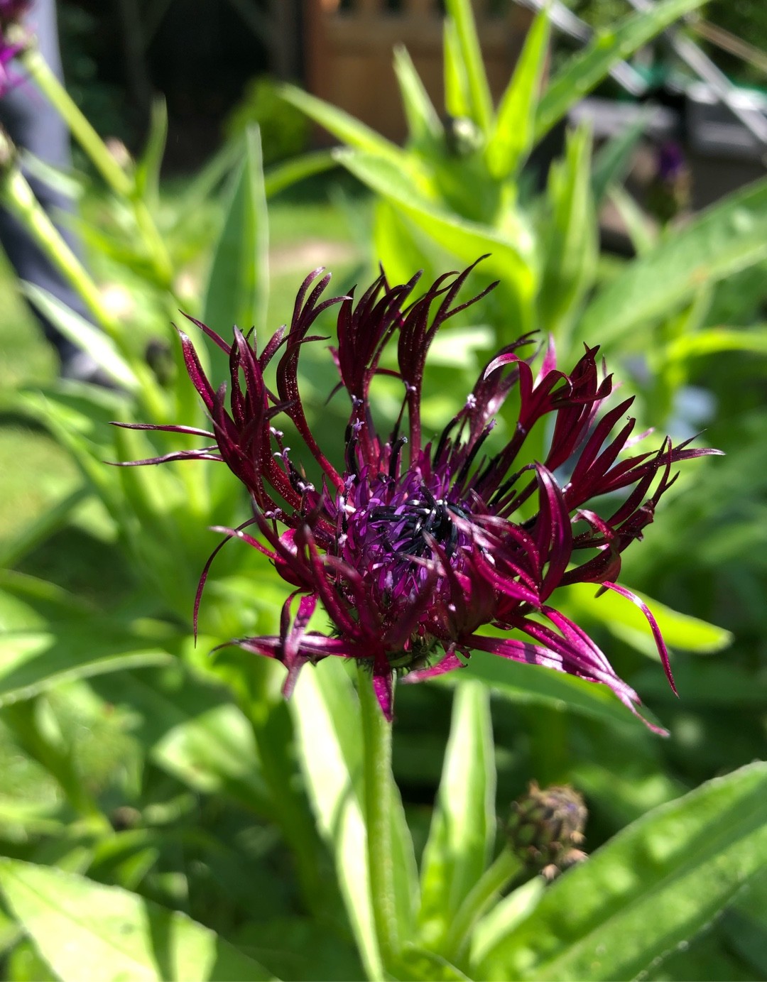 ヤマヤグルマギク（山矢車菊） 'Jordy'の庭と心身の健康にかかる利点を