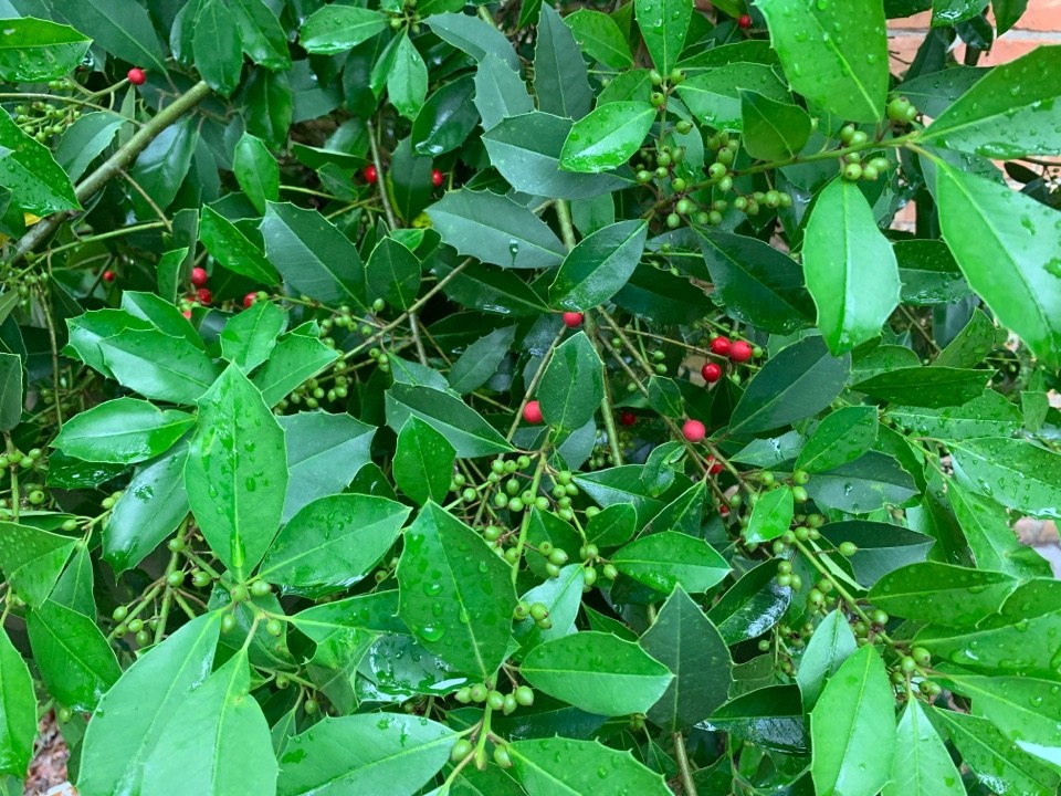 冬青 (Ilex chinensis) 照顧，種植，繁殖，開花時間 - PictureThis