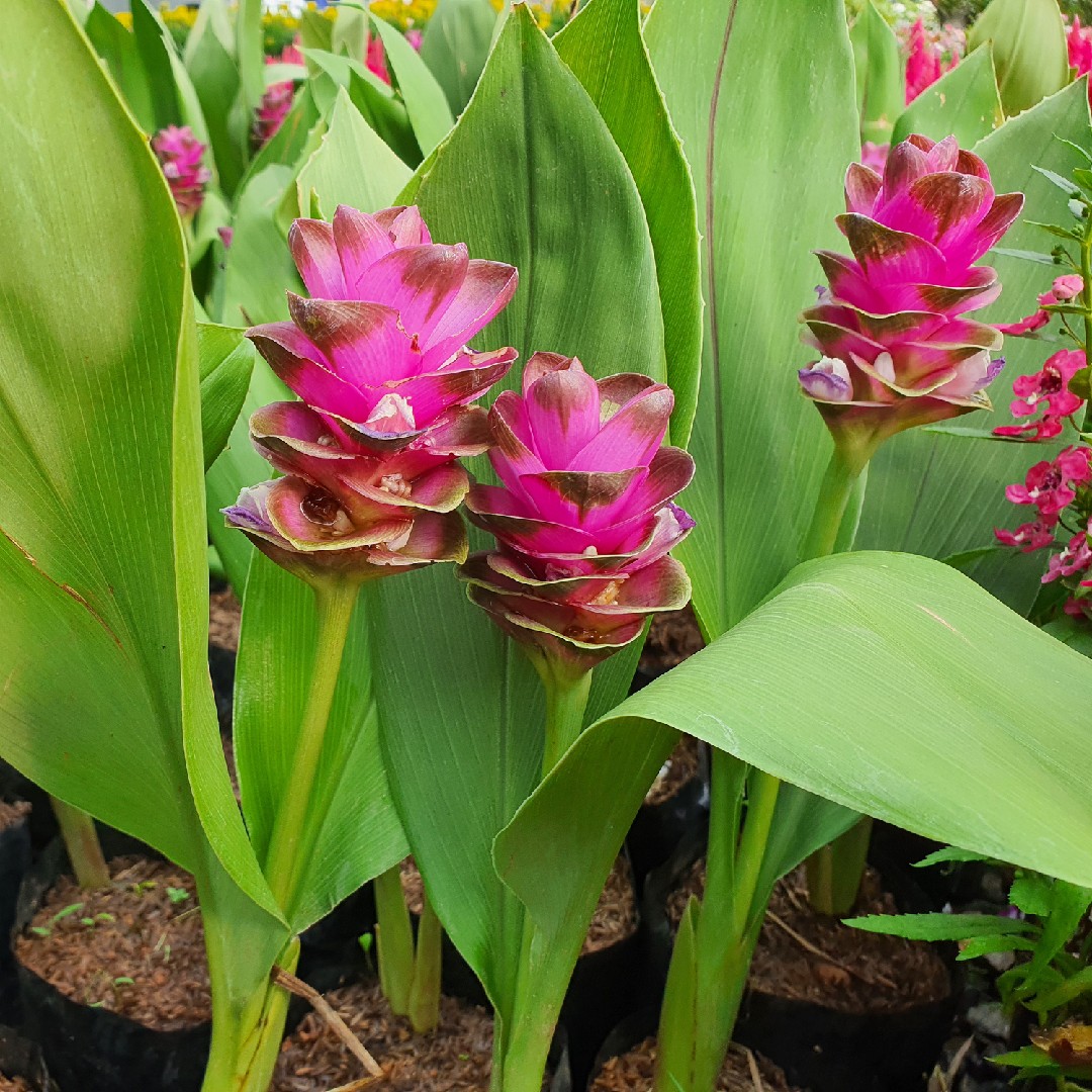 Tulipán de siam (Curcuma alismatifolia) - PictureThis