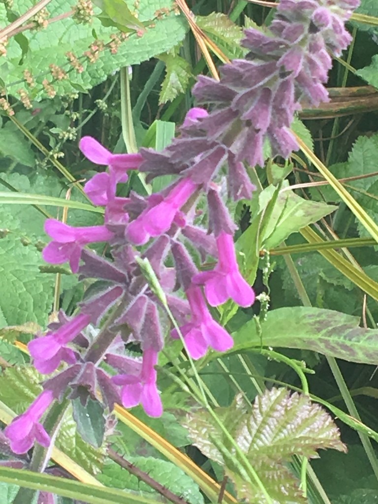 Coastal (Stachys chamissonis) Flower, Leaf, Care, Uses