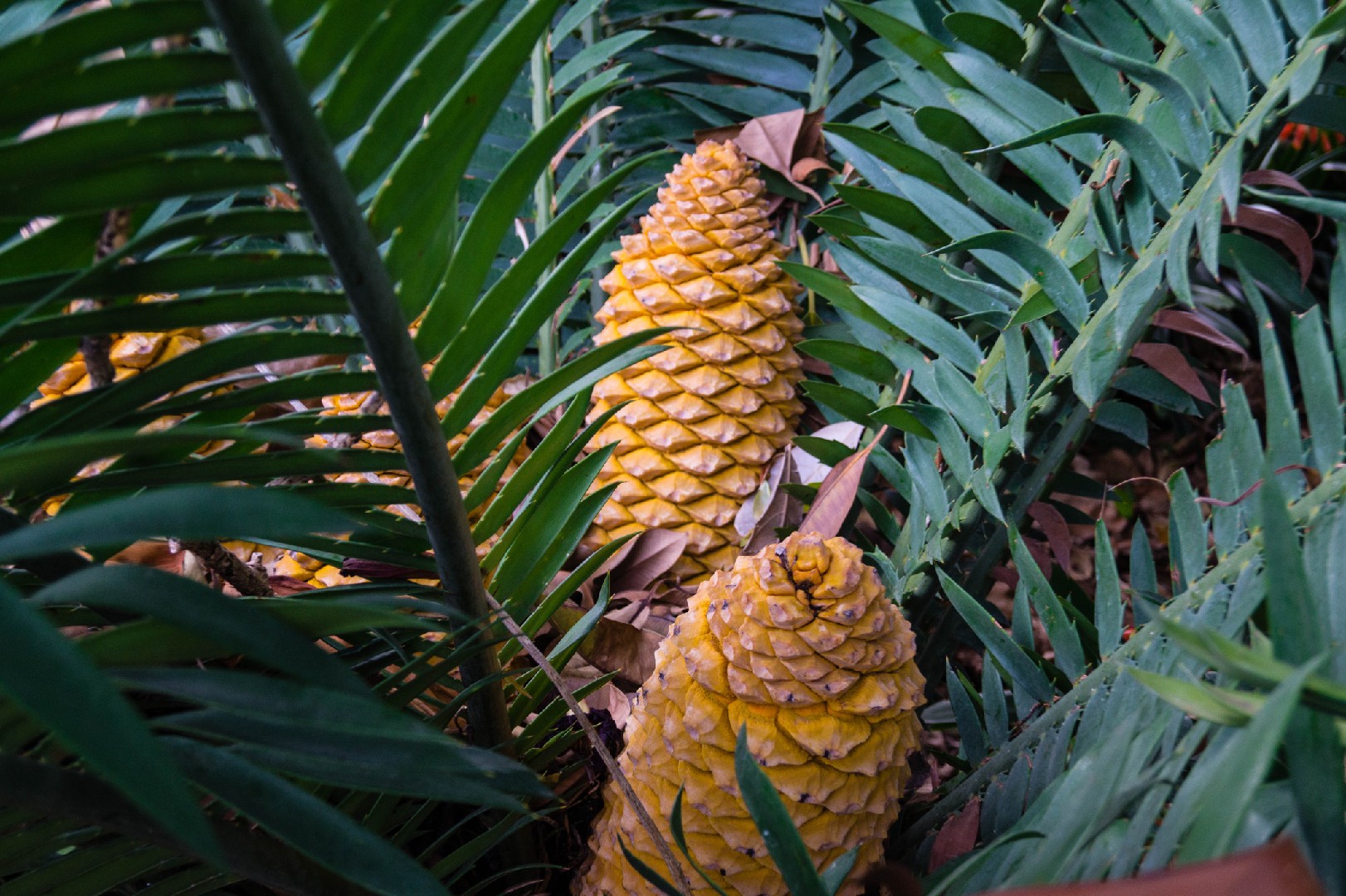 Bread tree (Encephalartos) Flower, Leaf, Care, Uses - PictureThis