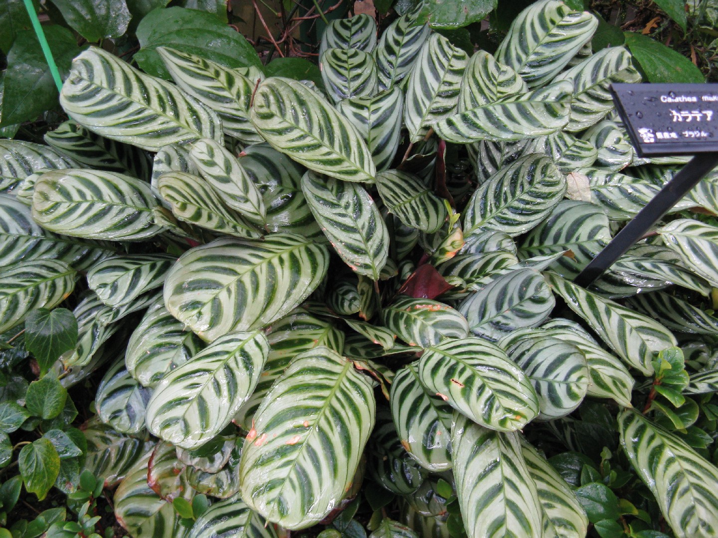 Korbmarante - Ctenanthe burle-marxii (Pflege, Merkmale, Blume, Bilder)