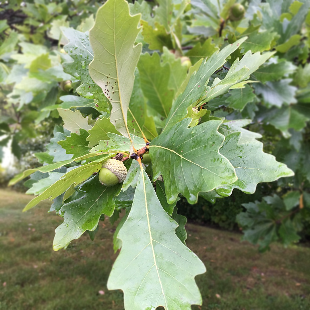 Chêne bicolore (Quercus bicolor) - PictureThis