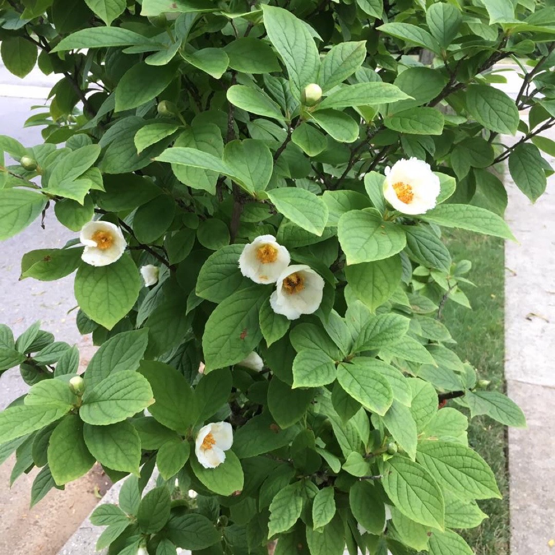 ナツツバキ(夏椿) (Stewartia pseudocamellia) 花言葉,毒性,よくある質問 - PictureThis