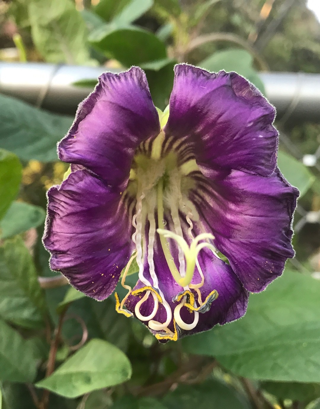 Campana morada (Cobaea scandens) - PictureThis