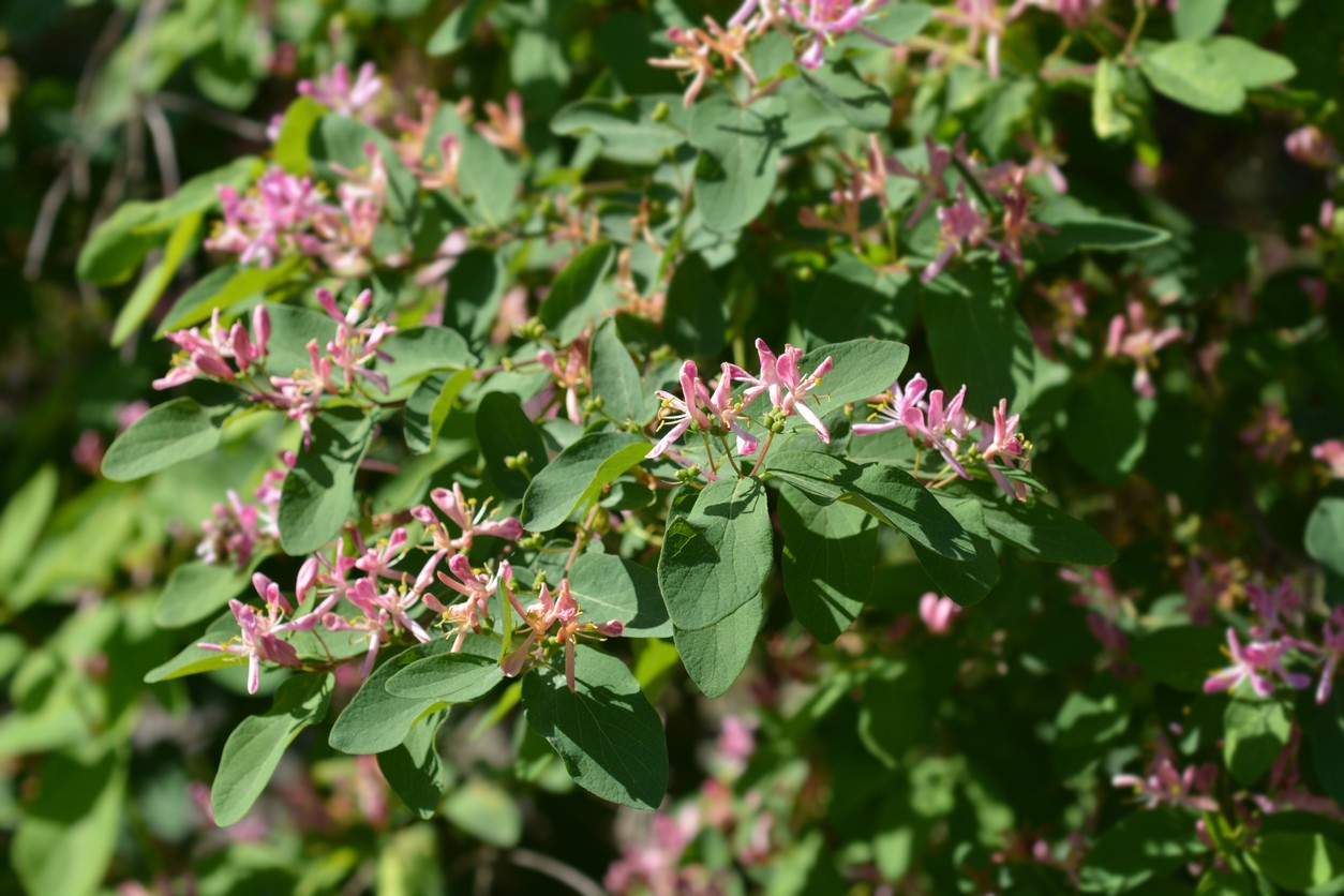 Blue-leaf honeysuckle (Lonicera korolkowii) - PictureThis