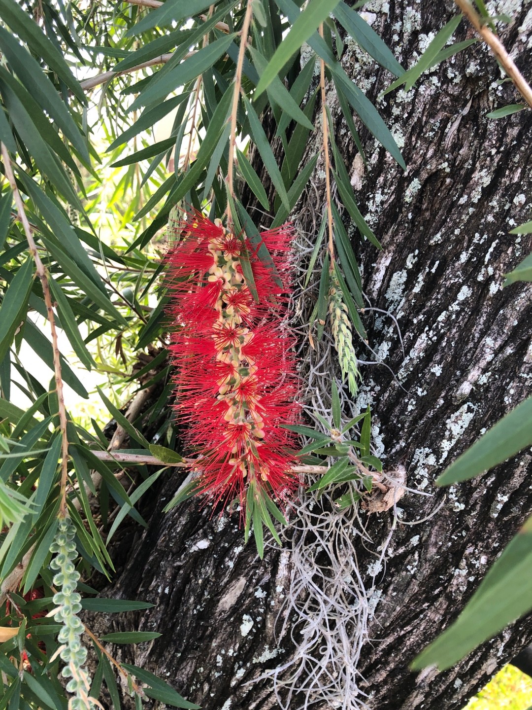 Bottlebrush Tree - Eat The Weeds and other things, too