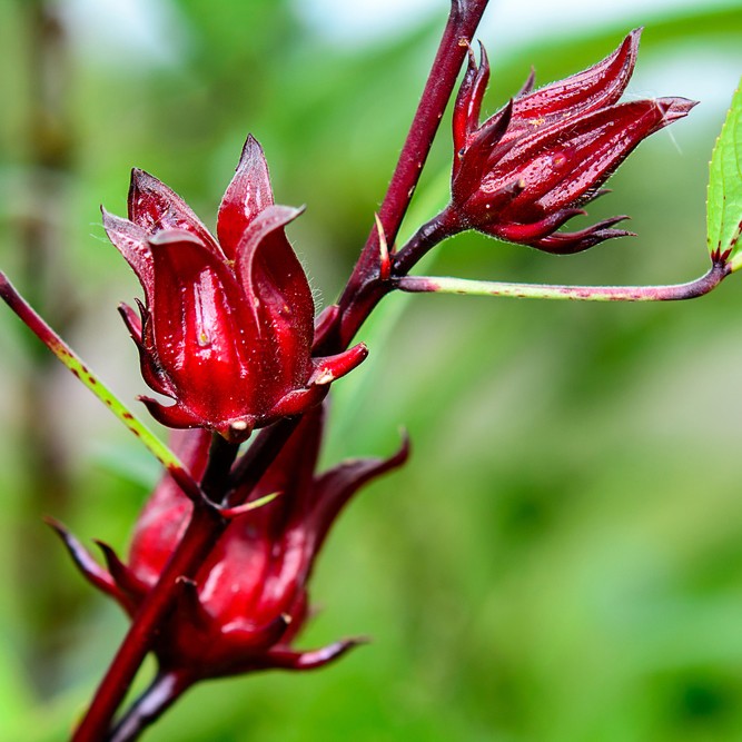 Details 300 picture planta de flor de jamaica