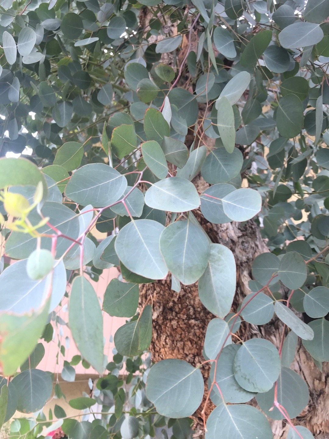 Eucalyptus Polyanthemos - Picturethis