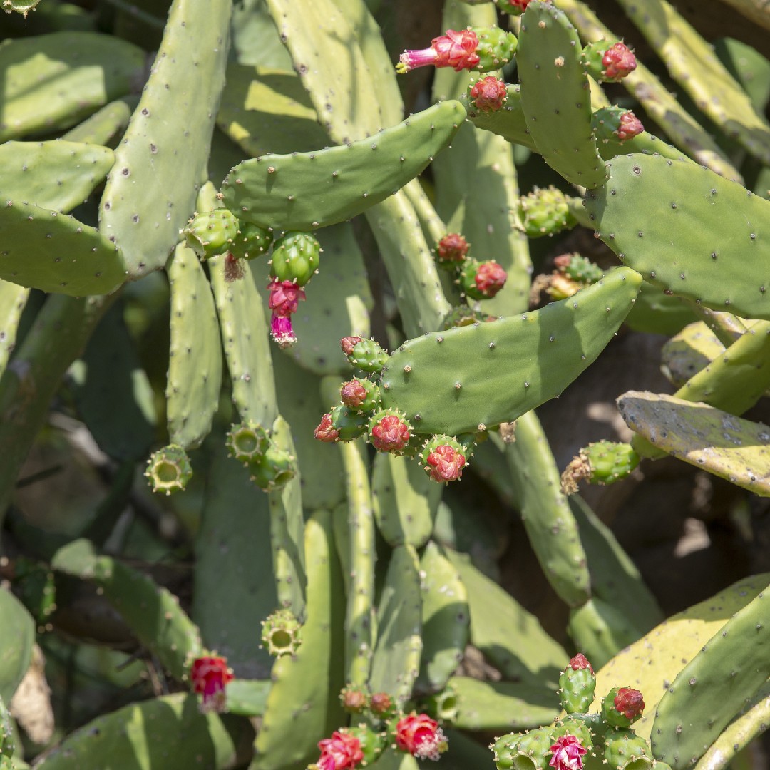 nopal-de-la-cochinilla-cuidados-plantando-fertilizantes-enfermedades