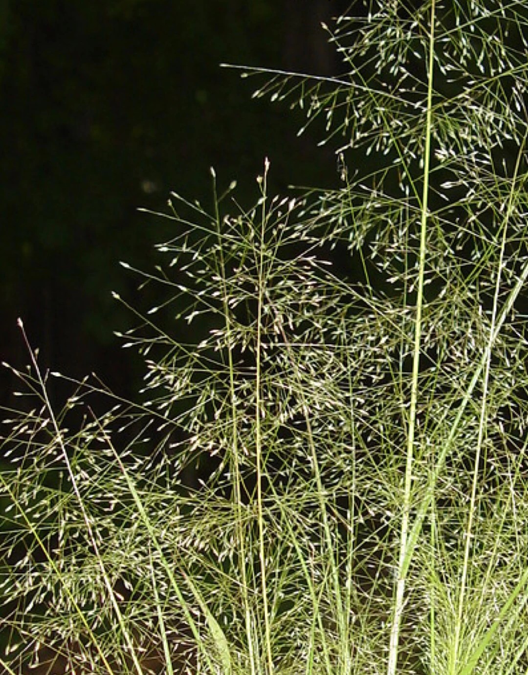 Liebesgräser (Eragrostis)