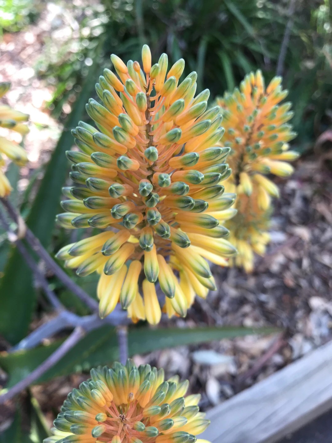 So identifizierst du Echte Aloe (Aloe vera)