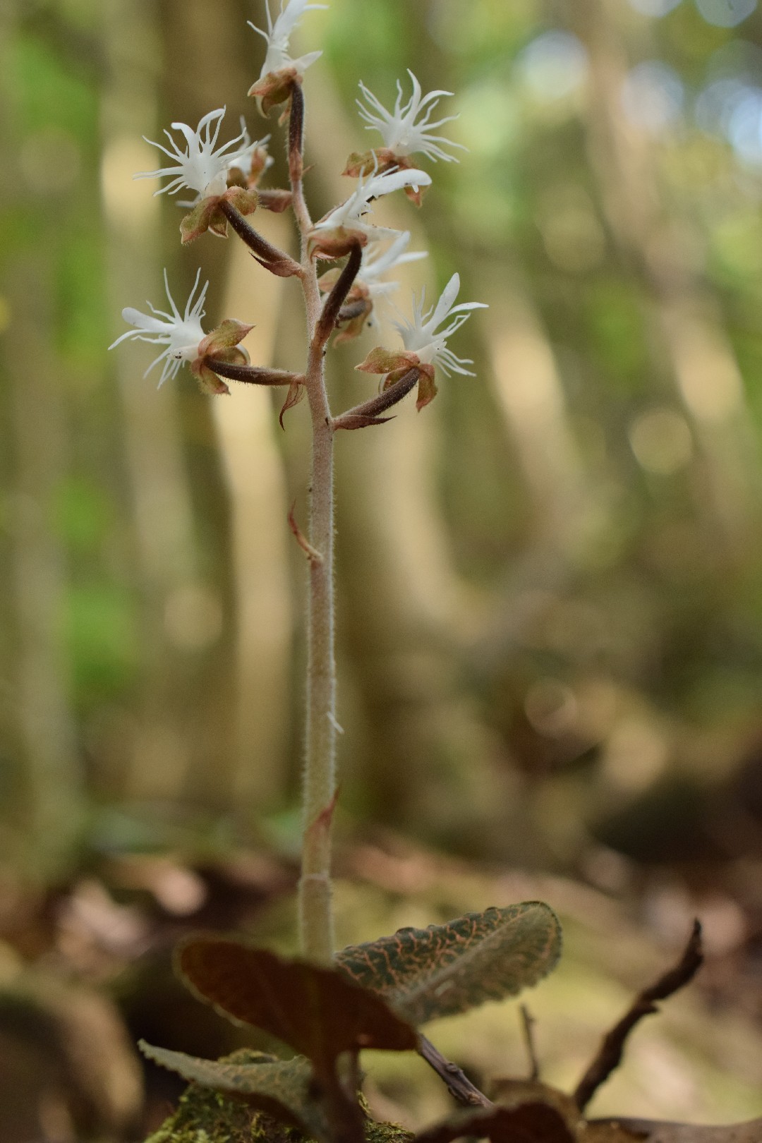 Porno xotini va eri bir Dik sorish Porno kashshoflari