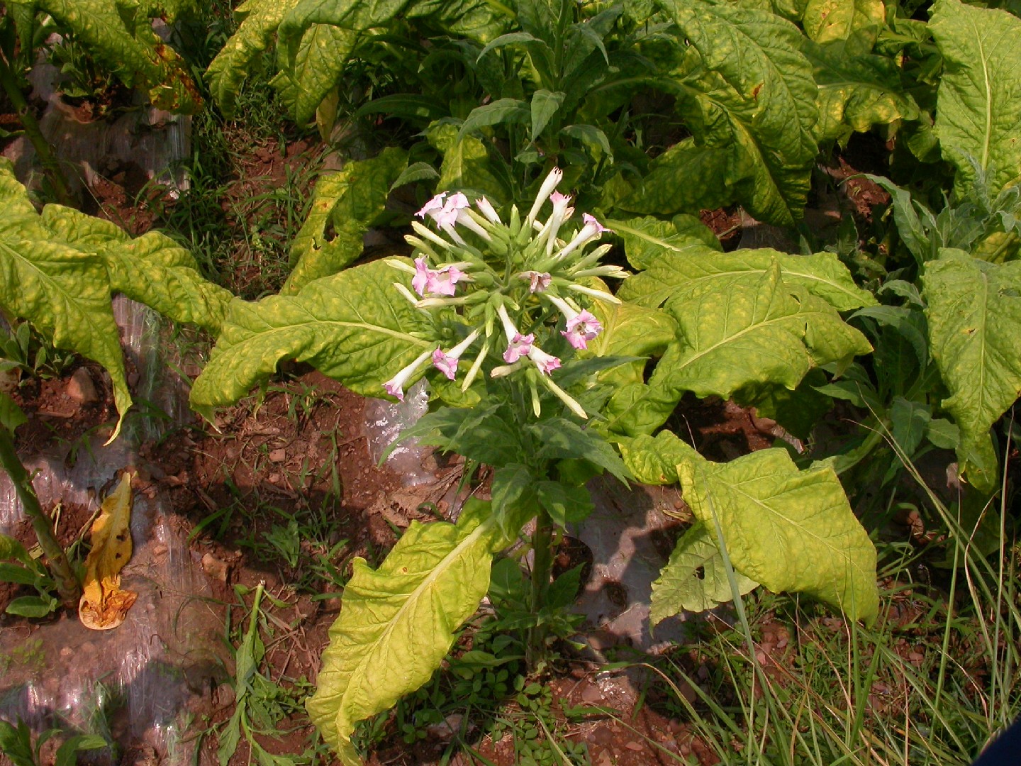 タバコ　花言葉，毒性，よくある質問　tabacum)　(Nicotiana　PictureThis