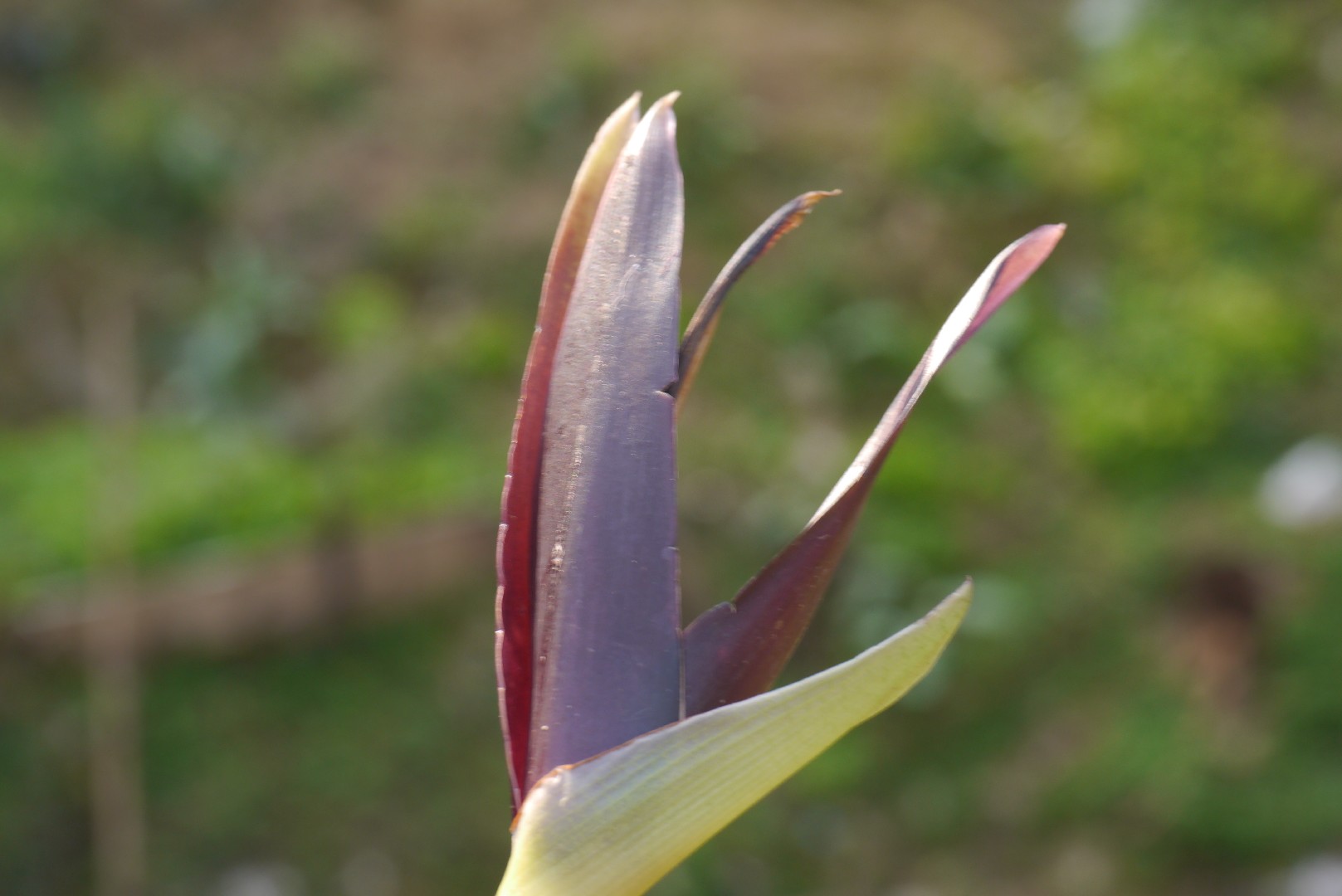 Lowiaeae Lowia (Lowiaceae) Flower, Leaf, Care, Uses - PictureThis