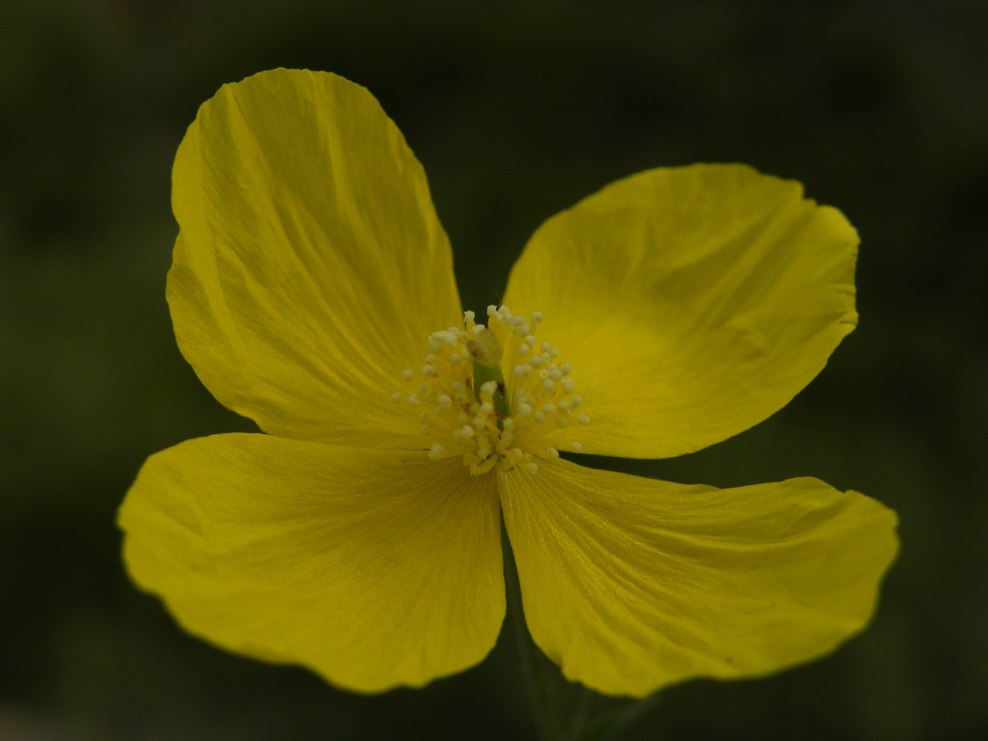 How to Plant and Grow Yellow poppy(Dicranostigma leptopodum)