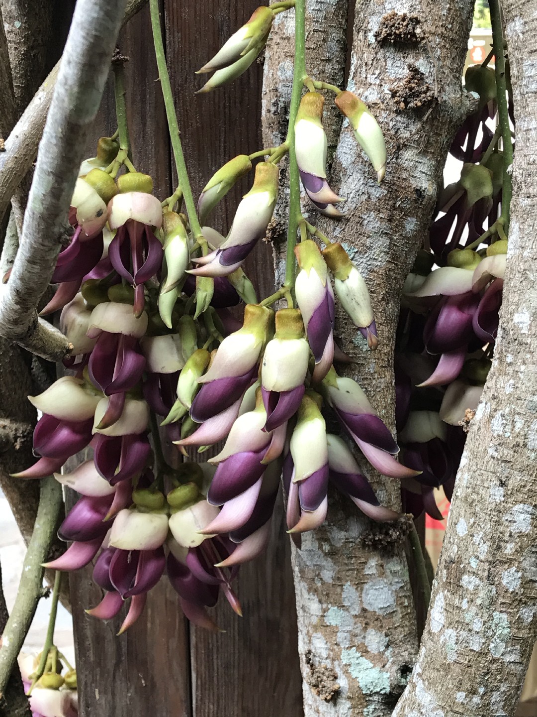 血藤 (Mucuna macrocarpa) 照顧，種植，繁殖，開花時間 - PictureThis