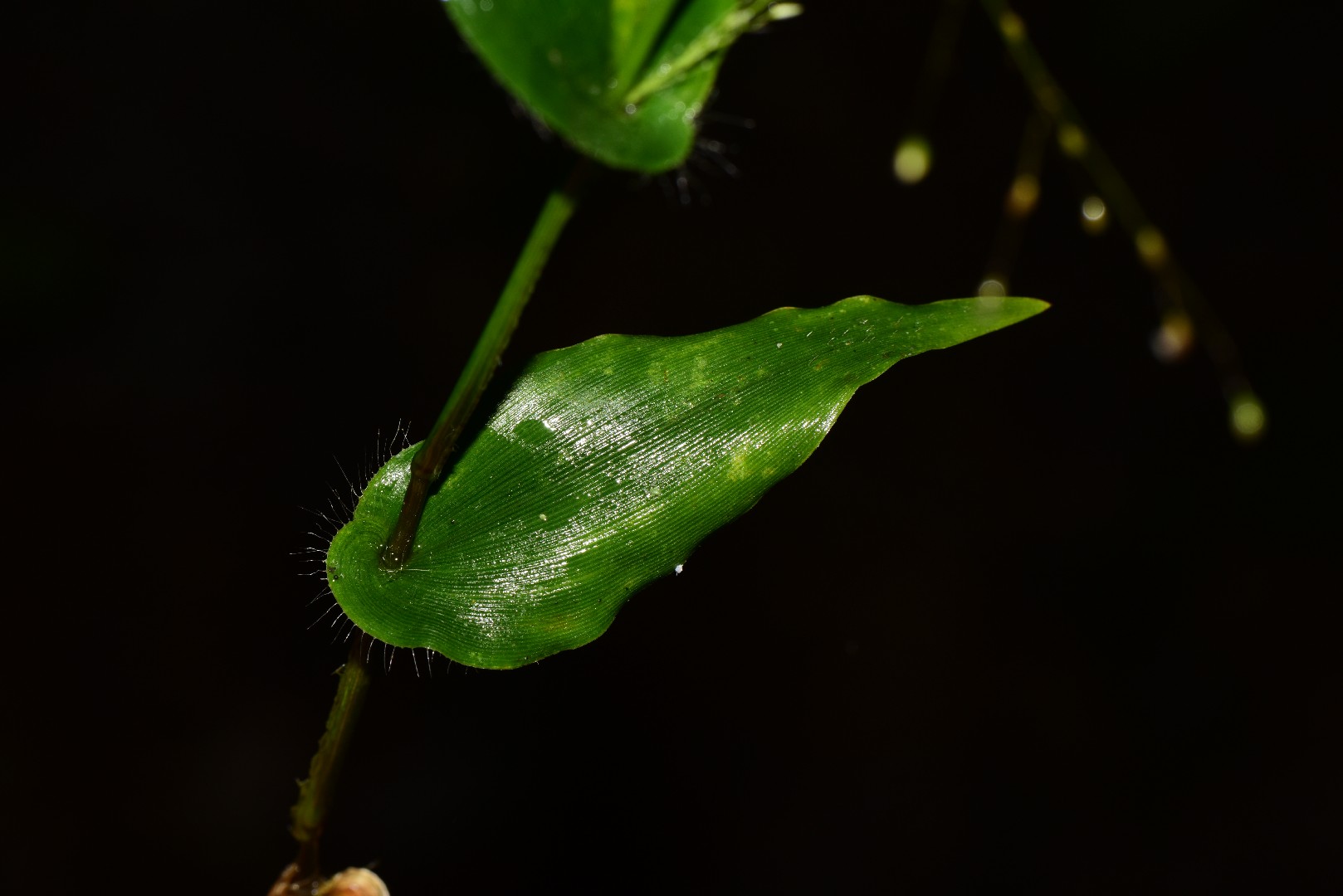短葉黍 Panicum Brevifolium 照顧 繁殖 開花時間 Picturethis