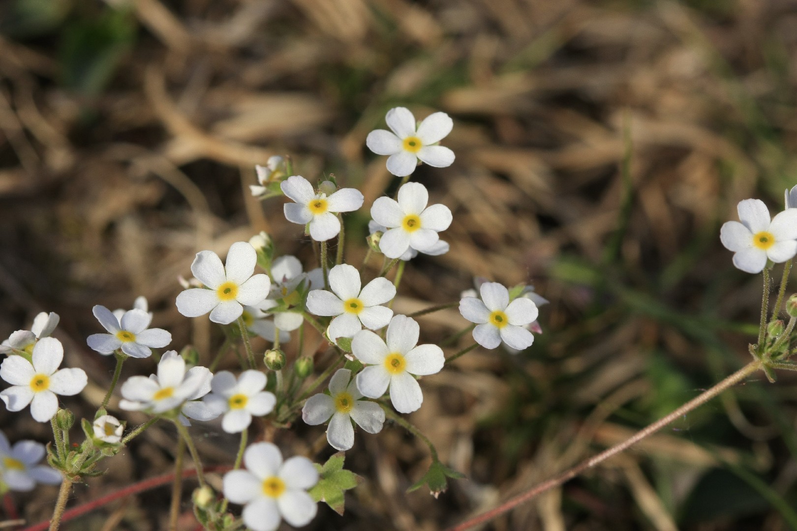 Androsace umbellata PictureThis