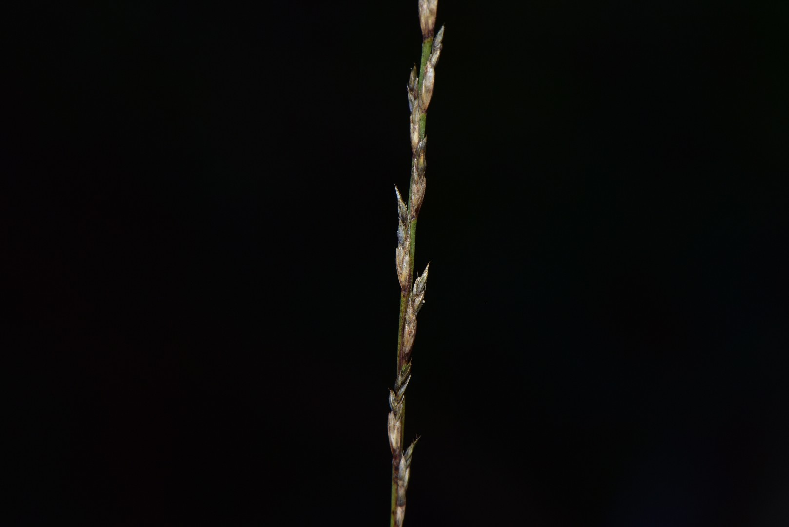 Tripogon chinensis PictureThis