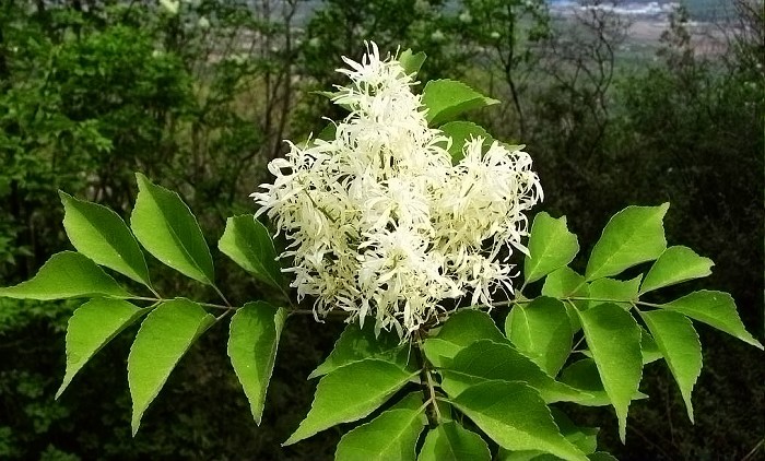 ミヤマアオダモ (Fraxinus bungeana) - PictureThis