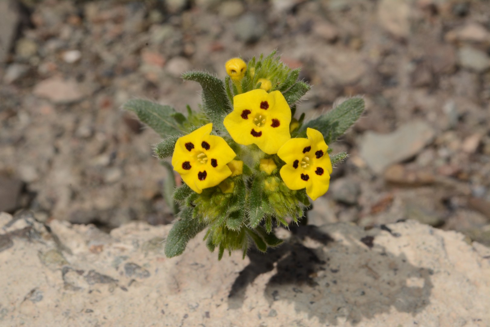 Arnebia guttata PictureThis