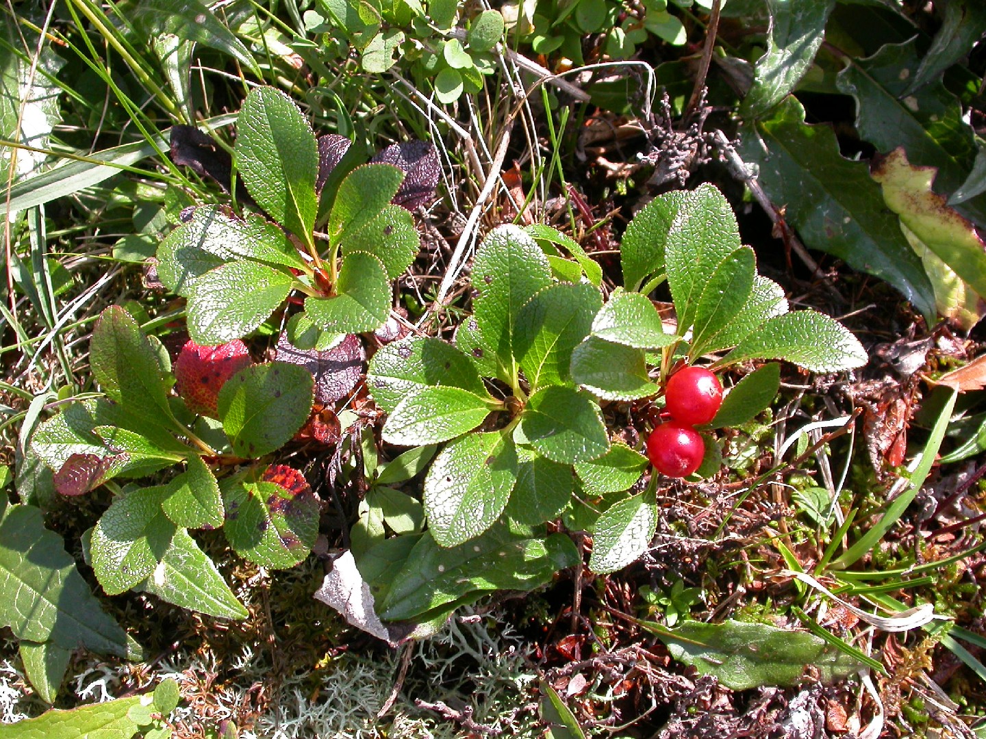 Arctostaphylos rubra PictureThis