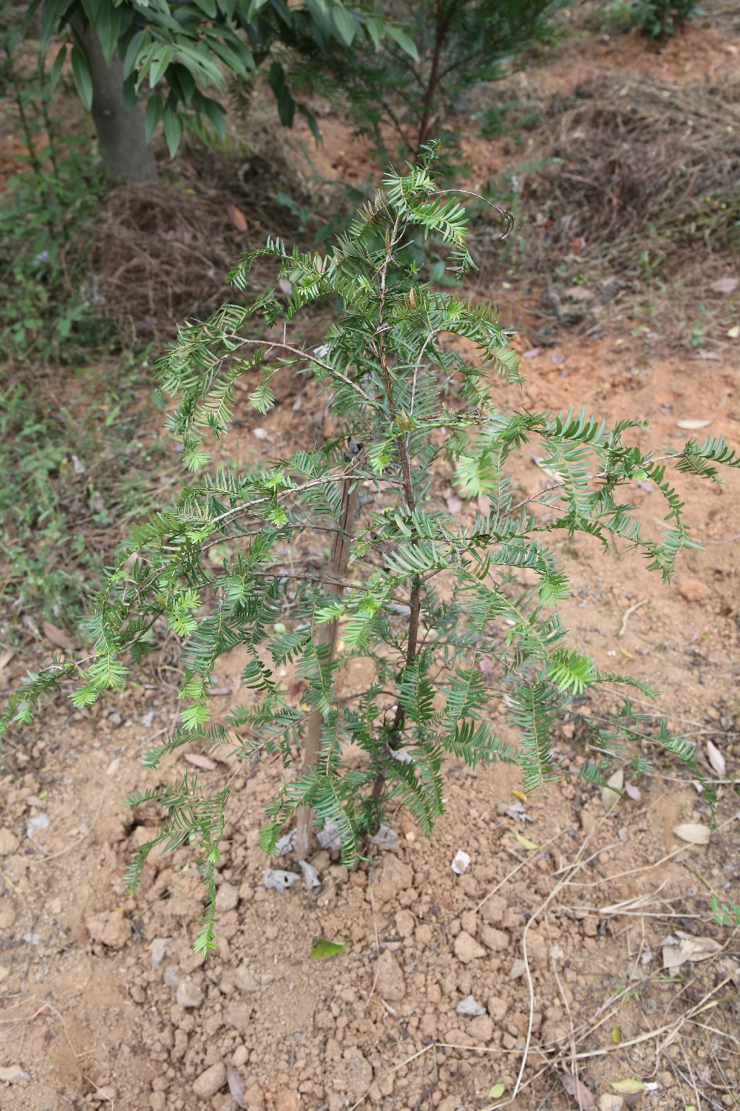 elefantenfuß ähnlich Beaucarnea Nolina recurvata main image 1