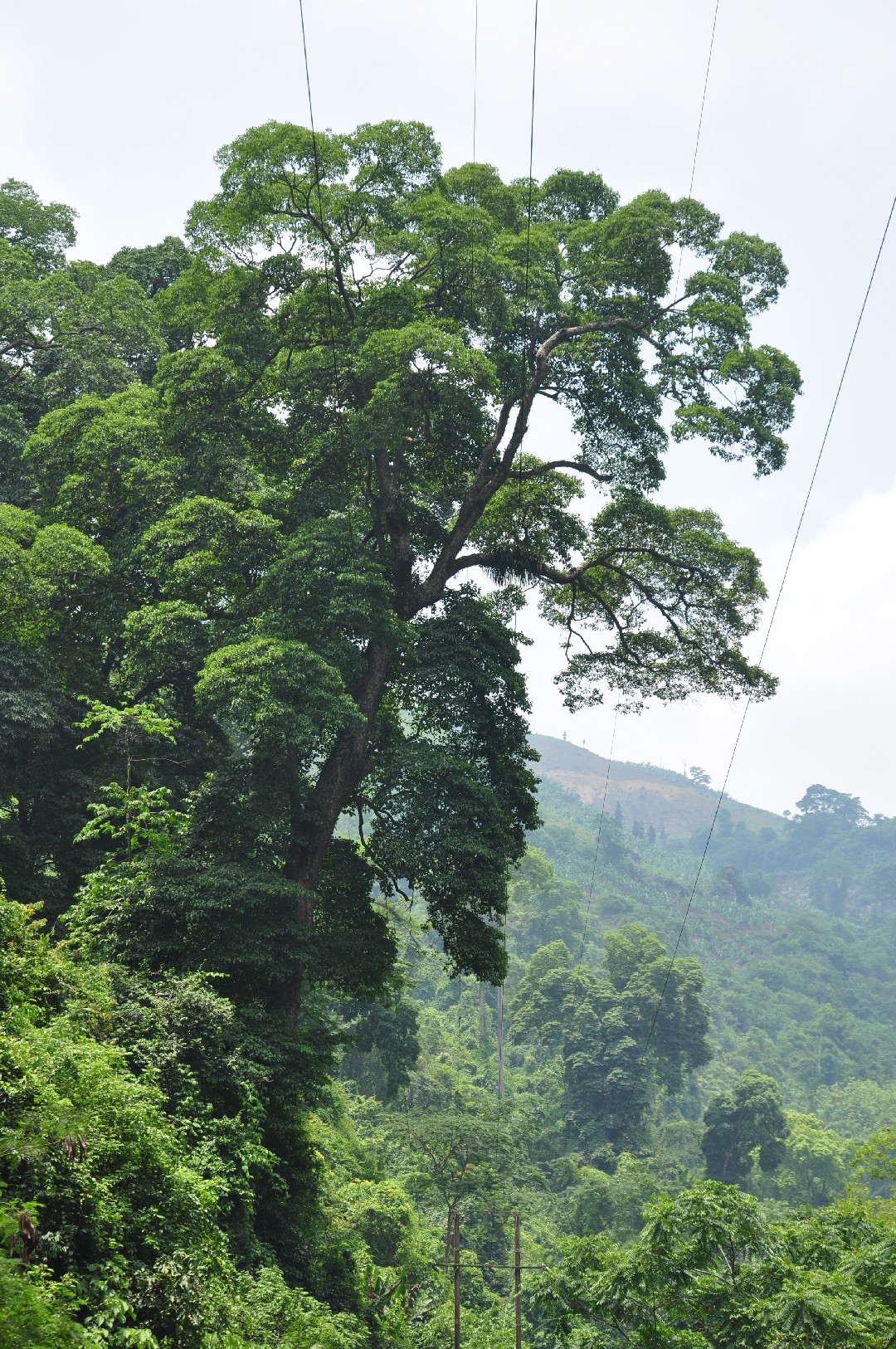 Burretiodendron hsienmu PictureThis