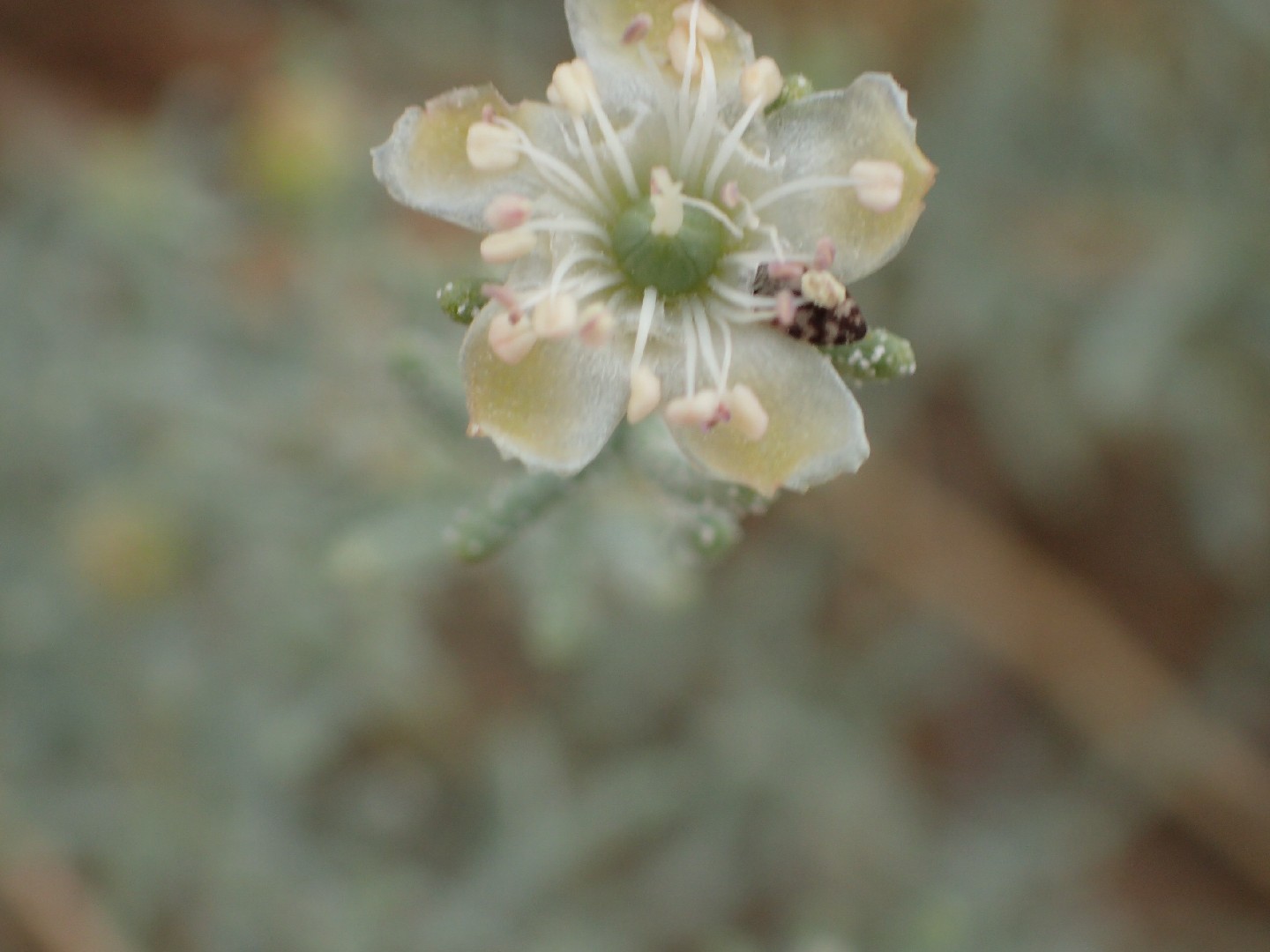 Reaumuria trigyna - PictureThis