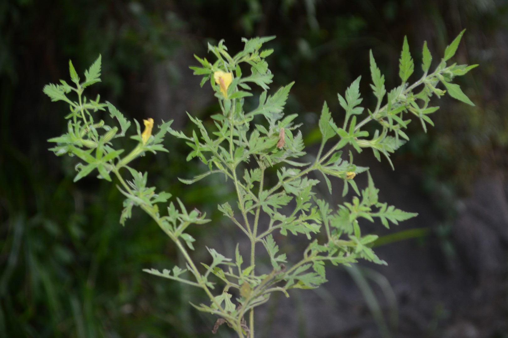 Siphonostegia chinensis PictureThis