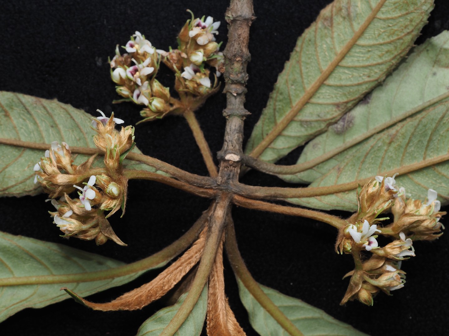 Rhynchotechum discolor PictureThis