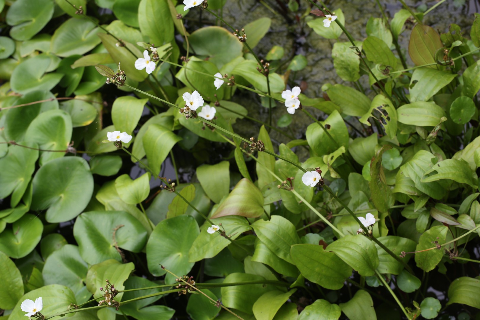 What happens if I fertilize my Amazon sword plant too much? PictureThis