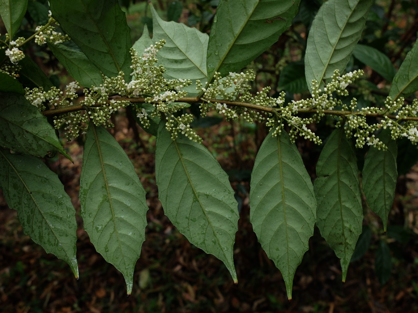 Maesa perlarius PictureThis