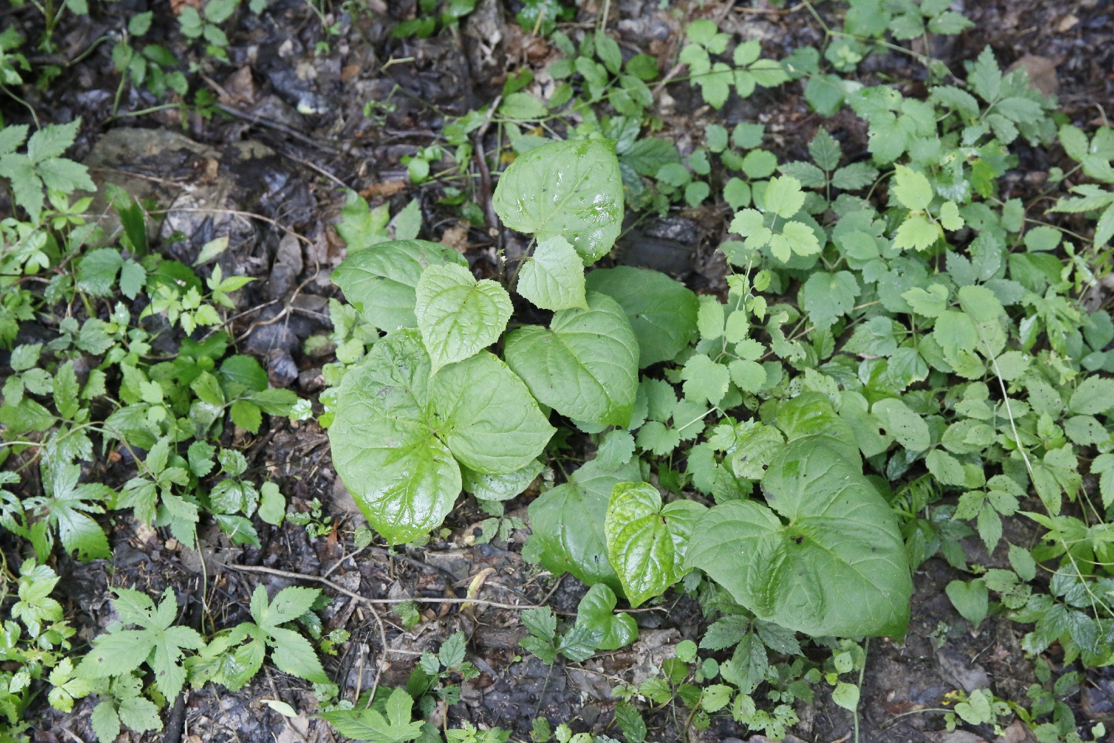 Paraprenanthes sororia PictureThis