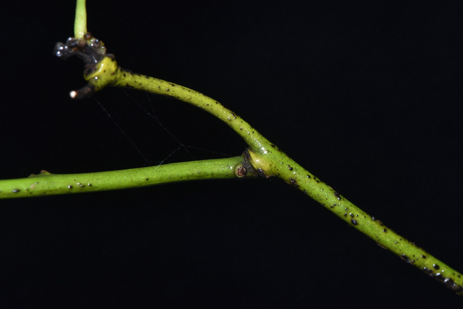 Sinomenium acutum PictureThis