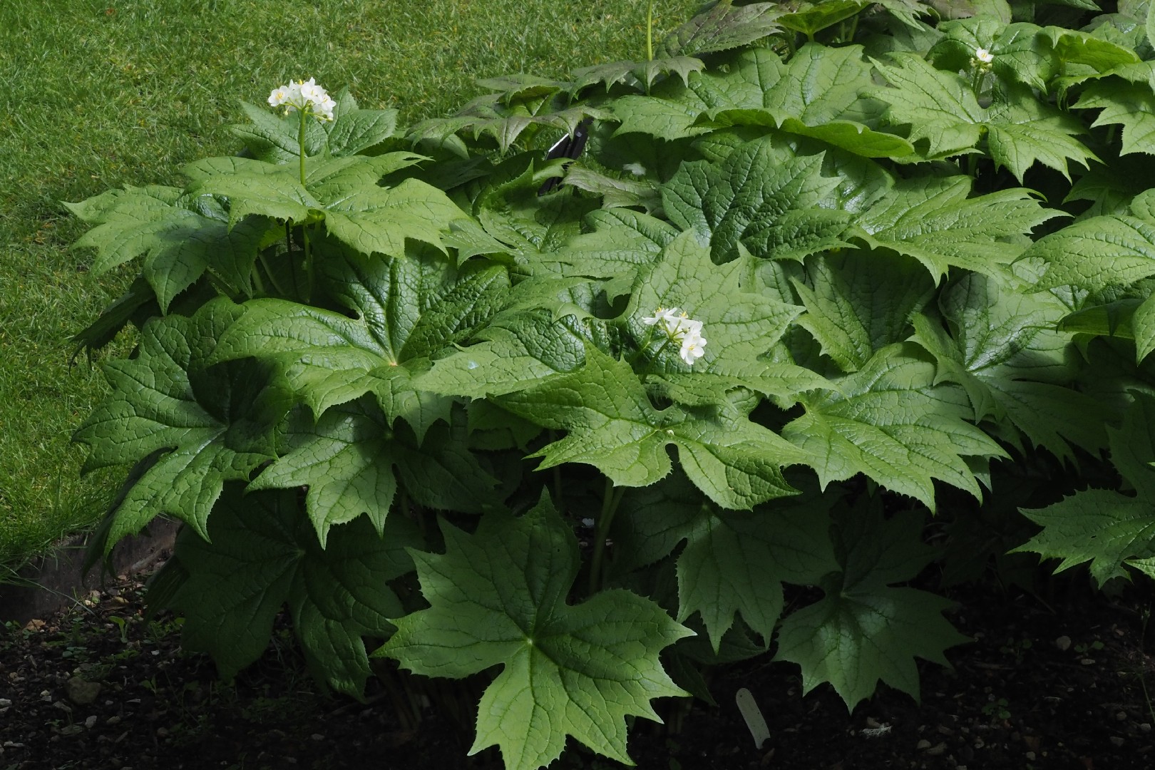 산하엽 (Diphylleia cymosa) - PictureThis