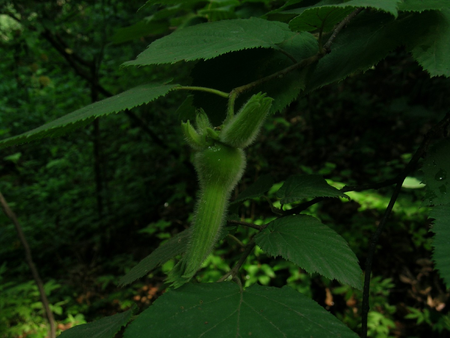 オオツノハシバミ (Corylus sieboldiana var. mandshurica) - PictureThis
