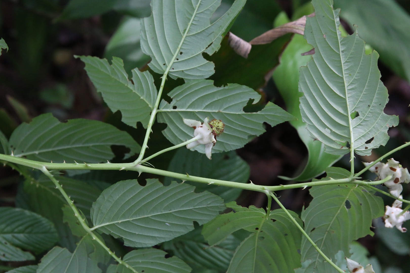 🌱 콜라비 연중재배 작형 완벽 가이드: 사계절 내내 수확하는 비법 🥬, image size:1620x1080