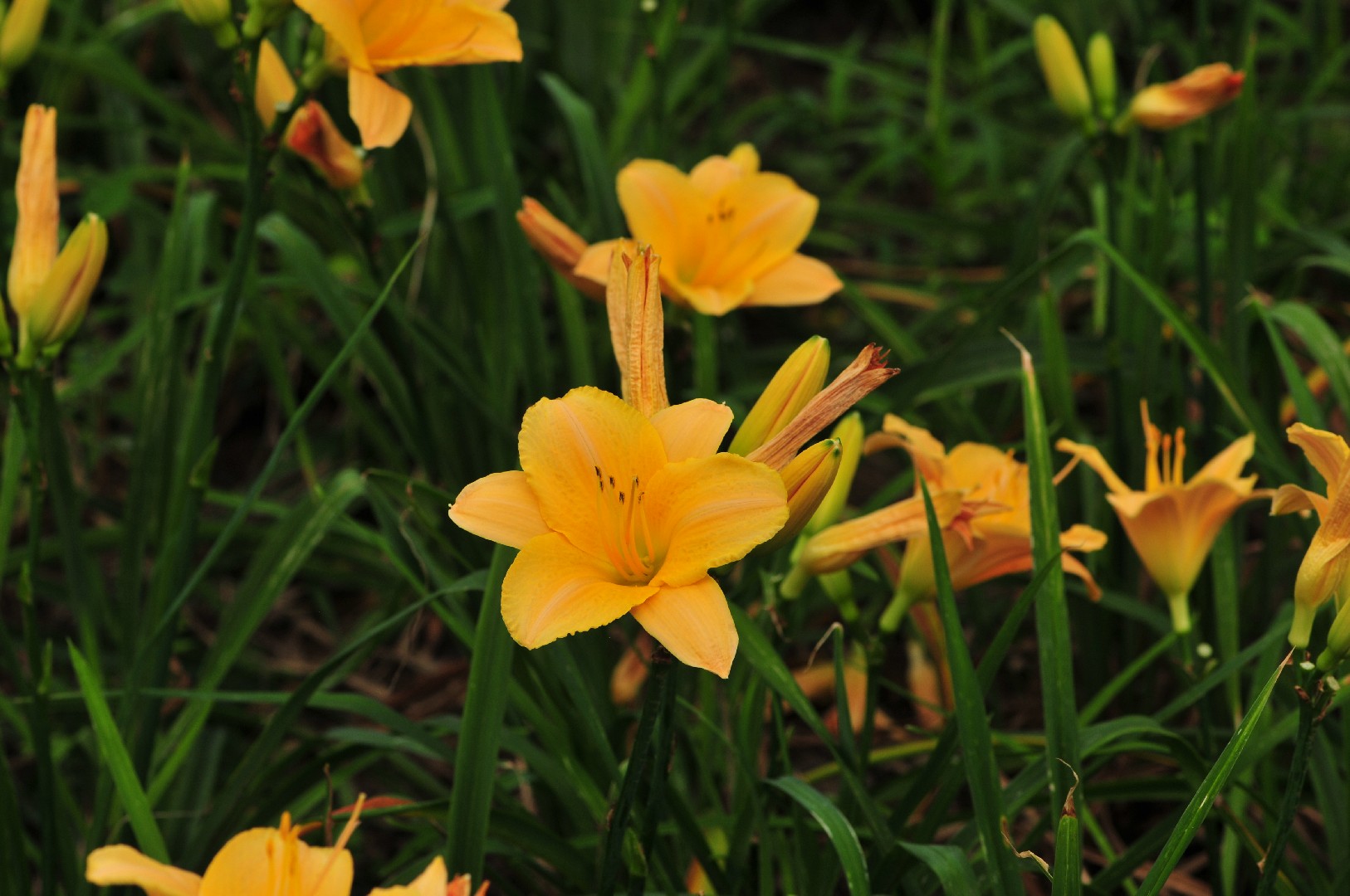 Ditch lily (Hemerocallis fulva) Flower, Leaf, Care, Uses - PictureThis