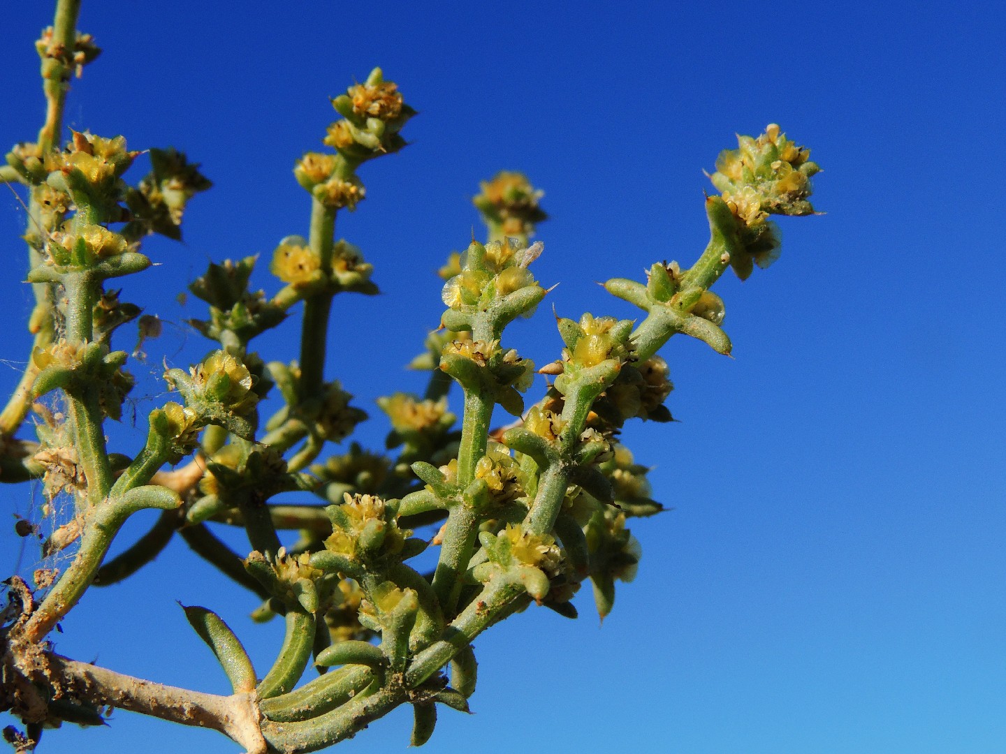 Anabasis brevifolia - PictureThis