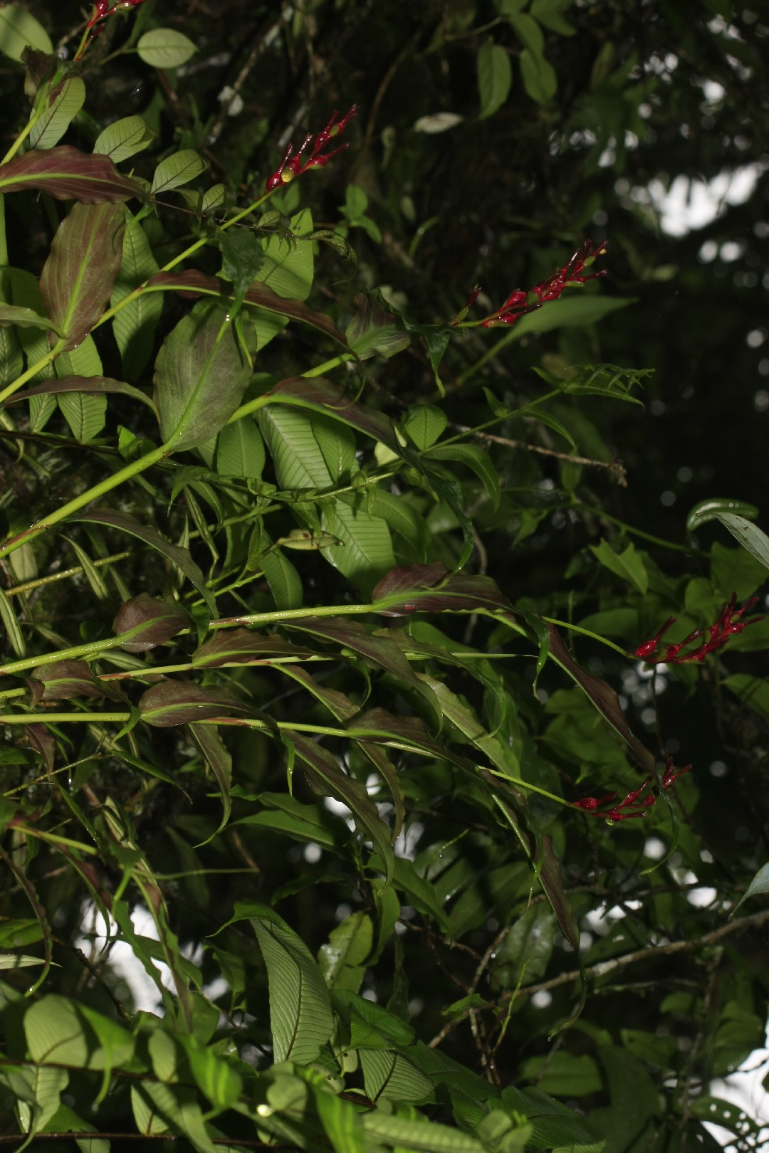 Hardy shade ginger (Cautleya gracilis) Flower, Leaf, Care, Uses PictureThis