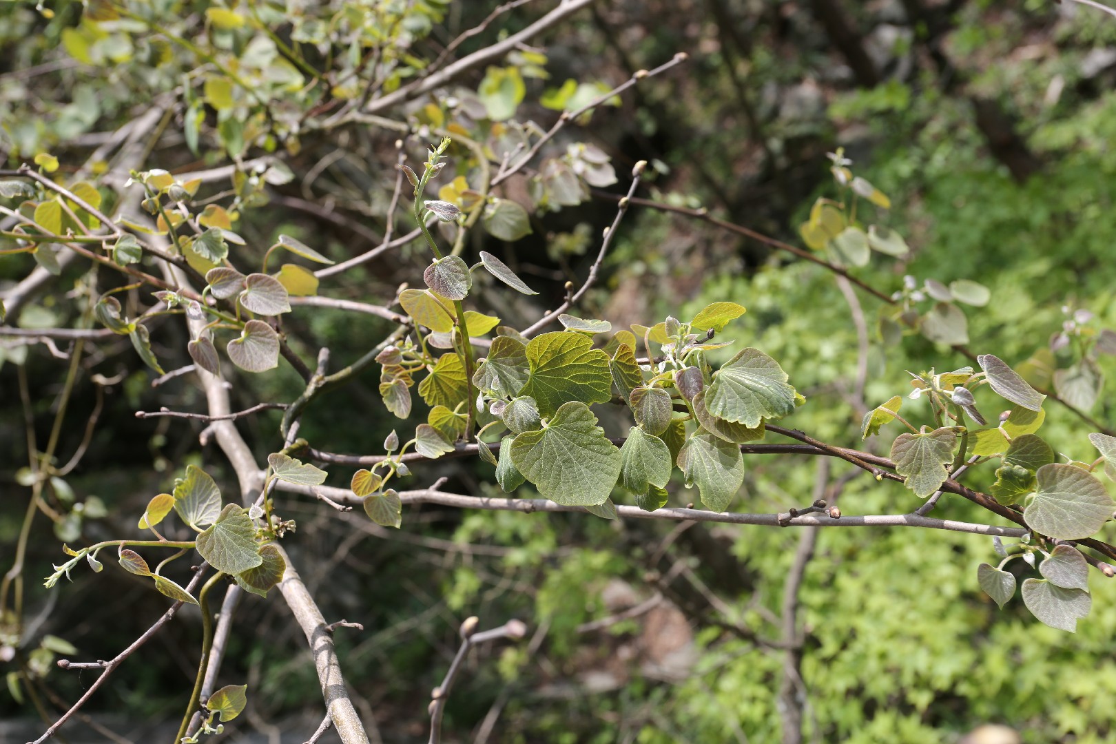 ツヅラフジ (葛籠藤) (分類, 特徴, 分布, 画像)