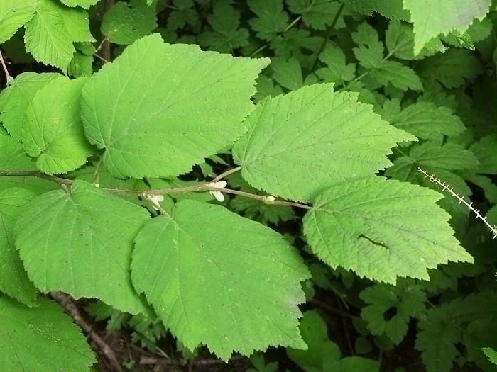 オオツノハシバミ (Corylus sieboldiana var. mandshurica) - PictureThis