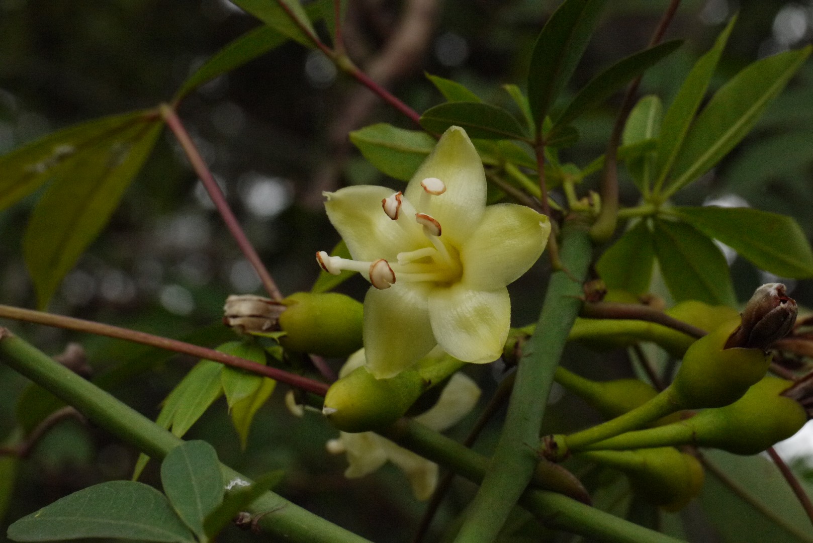 Arbre à kapok - Ceiba pentandra (Soins, Caractéristiques, Fleur, Images), image size:1617x1080
