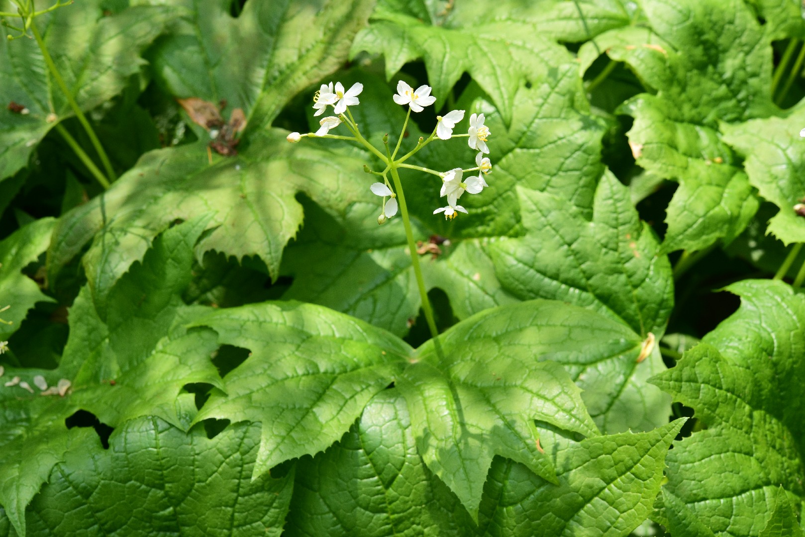 산하엽 (Diphylleia cymosa) - PictureThis