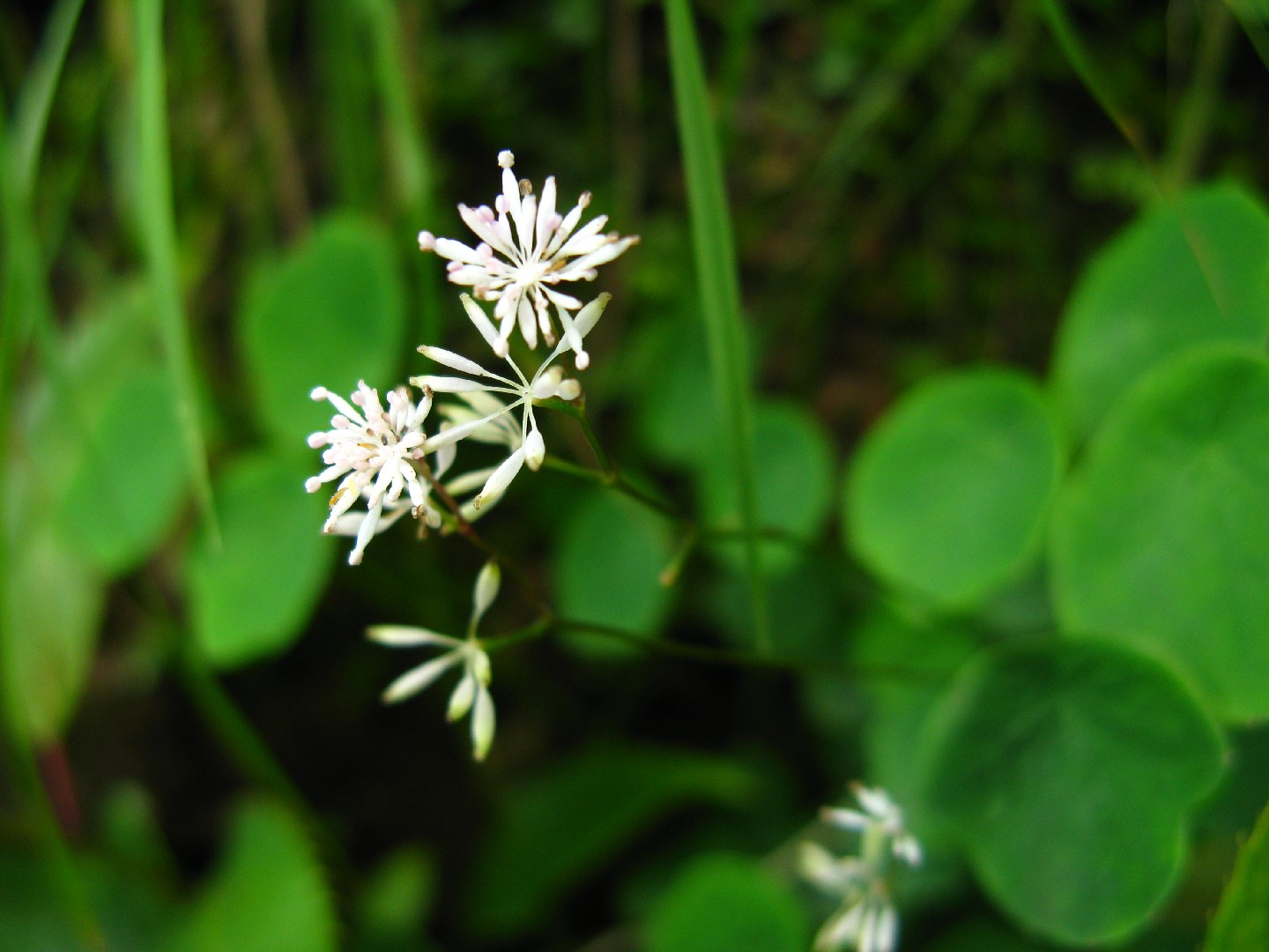 위시에서 가장 흔한 식물 Top20, image size:1440x1080