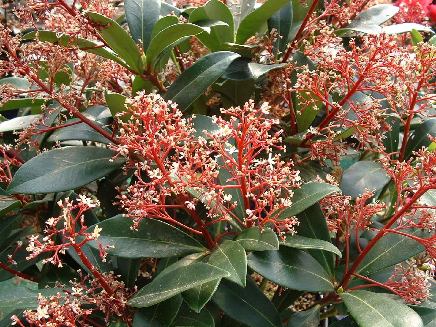 How to Plant and Grow Reeves Skimmia(Skimmia reevesiana)