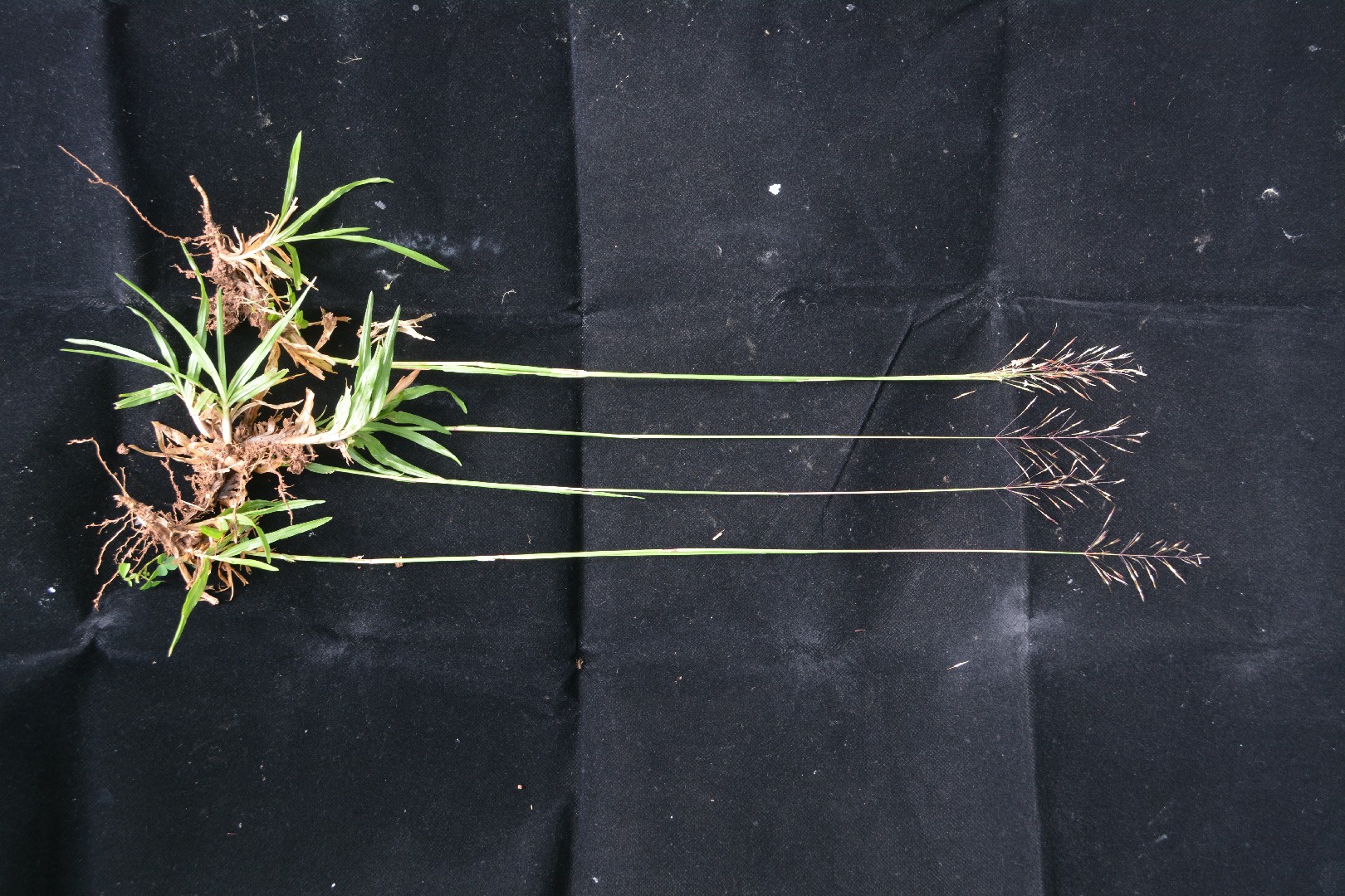 Chrysopogon aciculatus PictureThis